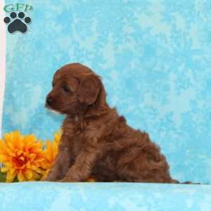 Cookies and Cream, Cavapoo Puppy